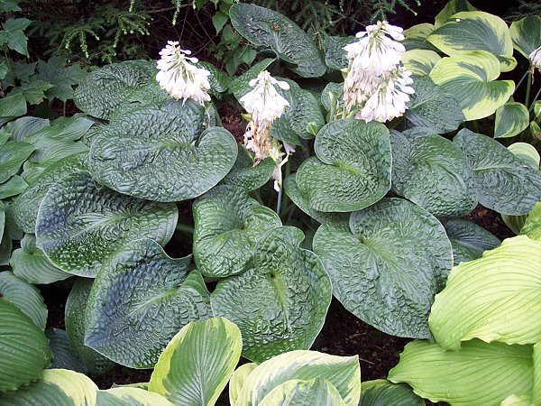 Hosta 'Clearfork River Valley'