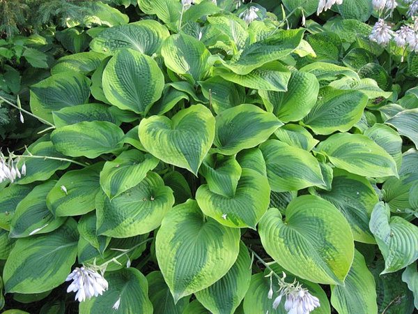 Hosta 'Climax'