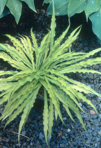Hosta 'Curly Fries'