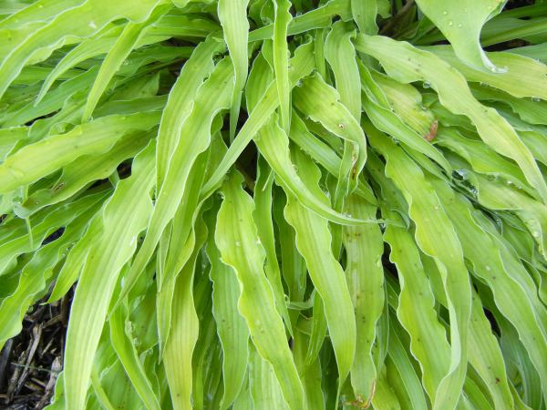 Hosta 'Curly Fries'