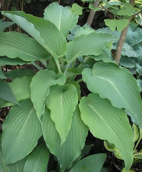 Hosta 'Cutting Edge'