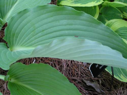 Hosta 'Cutting Edge'