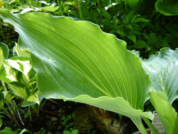 Hosta 'Cutting Edge'