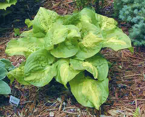 Hosta 'Dance with Me'