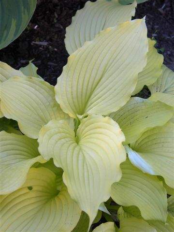 Hosta 'Dancing Queen'
