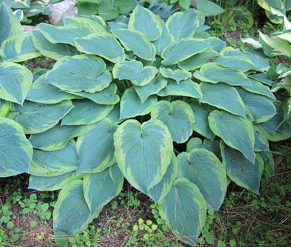 Hosta 'Deja Blu'