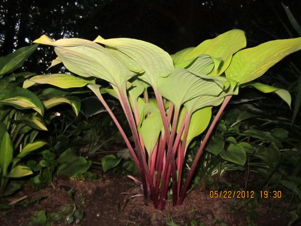 Hosta 'Designer Genes'