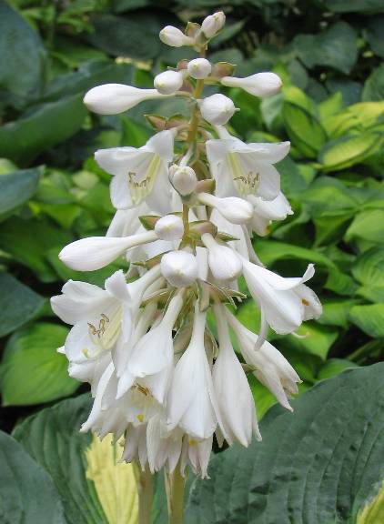 Hosta 'Dream Weaver'