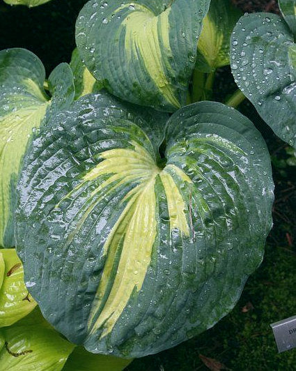 Hosta 'Dream Weaver'