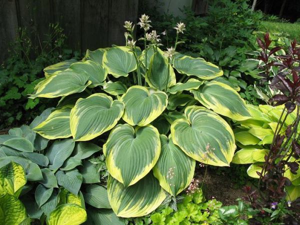 Hosta 'Earth Angel'
