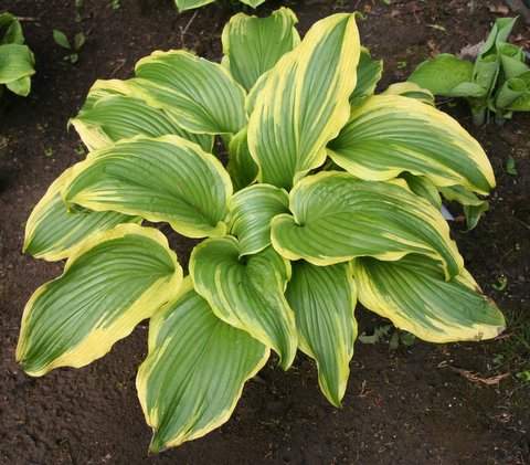 Hosta 'Ebb Tide'