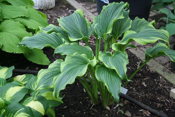 Hosta 'Ebb Tide'