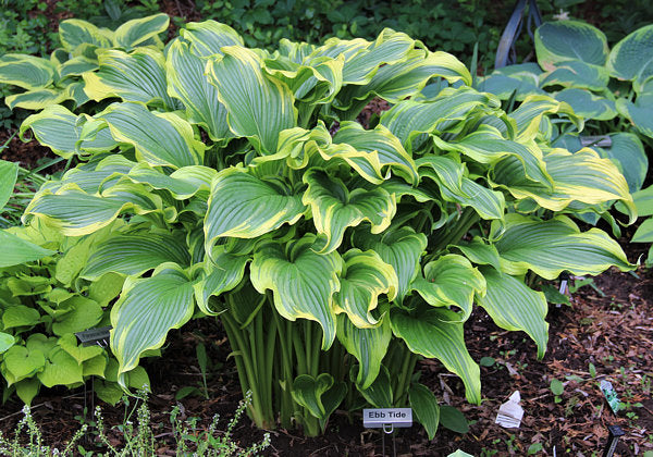 Hosta 'Ebb Tide'