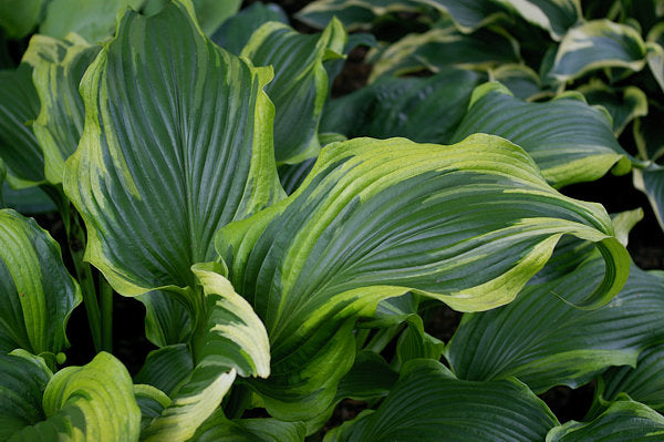 Hosta 'Ebb Tide'