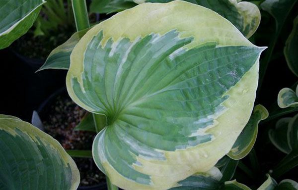 Hosta 'El Capitan'