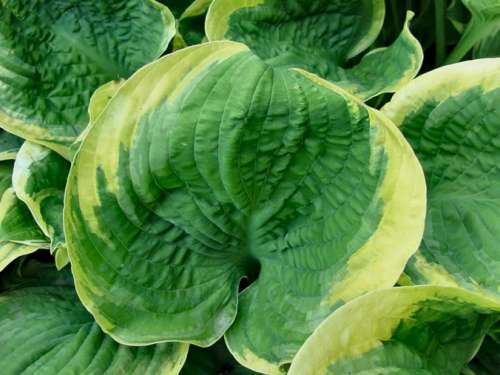 Hosta 'El Capitan'
