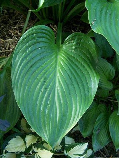 Hosta 'Elatior'