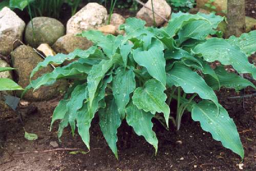Hosta 'Elvis Lives'