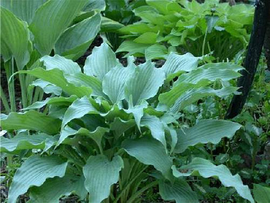Hosta 'Elvis Lives'