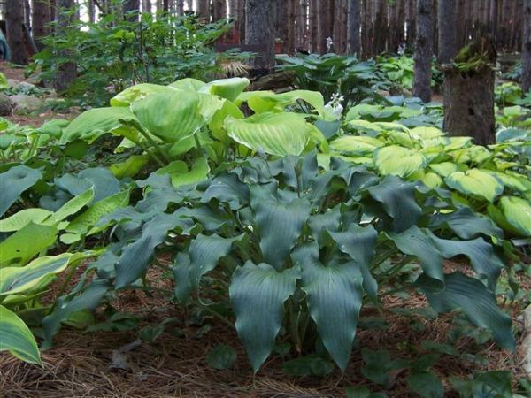 Hosta 'Elvis Lives'