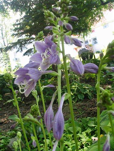 Hosta 'Emerald Tiara'