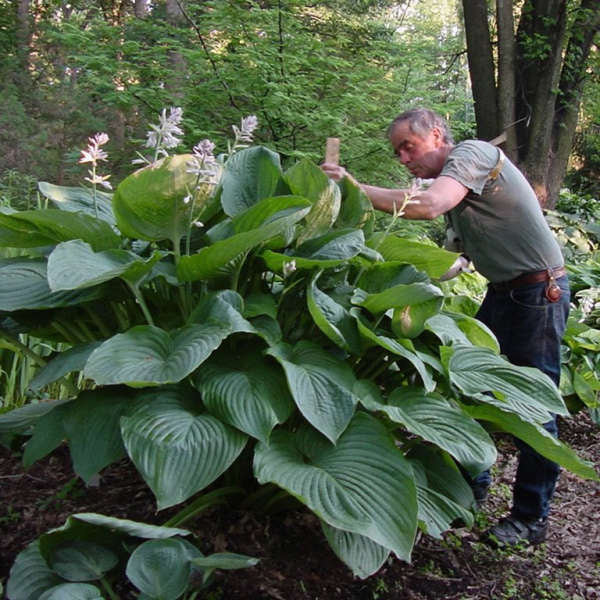 Hosta 'Empress Wu'