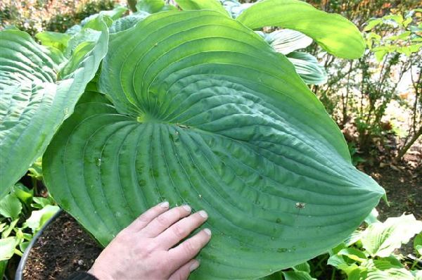 Hosta 'Empress Wu'