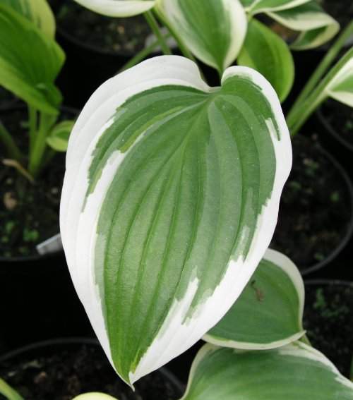 Hosta 'Fantabulous'