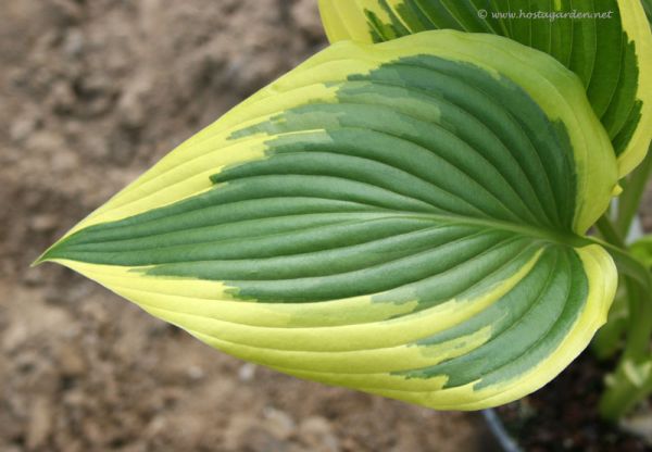 Hosta 'Fantabulous'