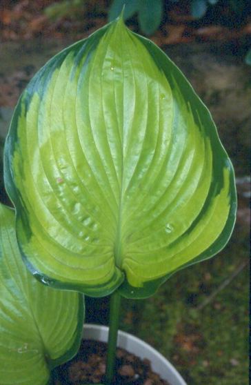 Hosta 'Final Summation'
