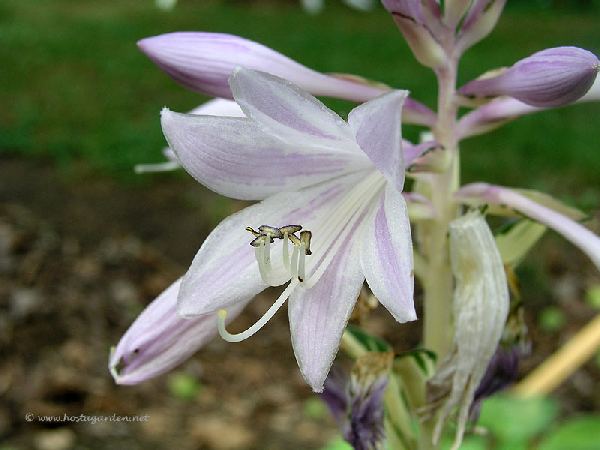 Hosta 'Fire and Ice'