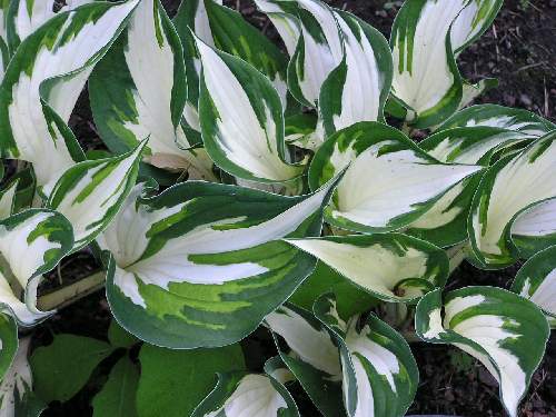 Hosta 'Fire and Ice'