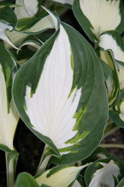 Hosta 'Fire and Ice'