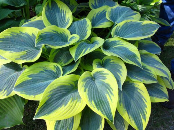Hosta 'First Frost'