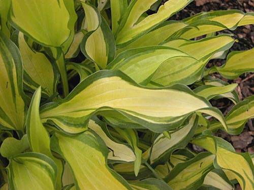 Hosta 'First Mate'