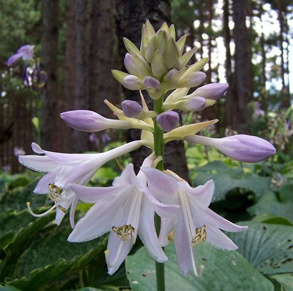 Hosta 'Fragrant Blue'