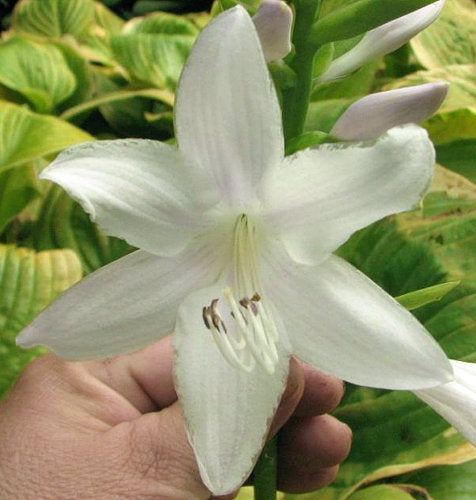 Hosta 'Fragrant Bouquet'