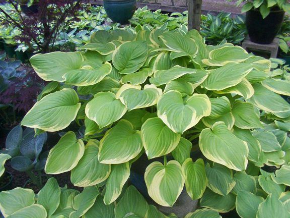 Hosta 'Fragrant Bouquet'