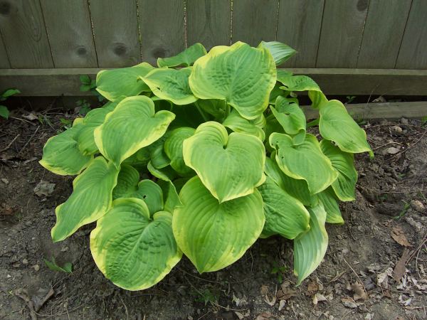 Hosta 'Fragrant Bouquet'