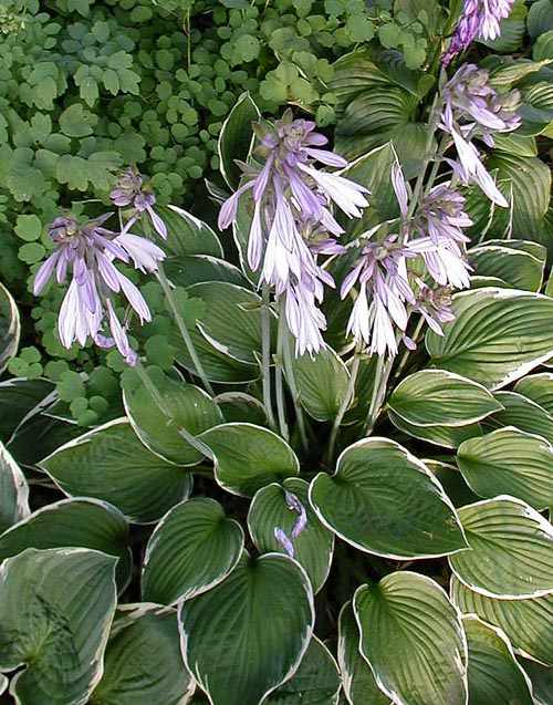 Hosta 'Francee'