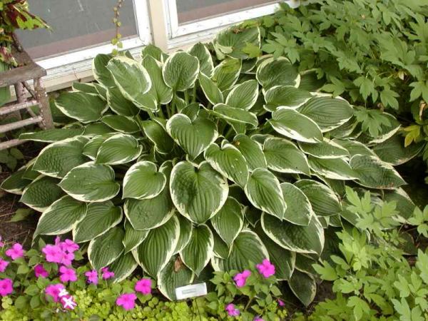 Hosta 'Francee'