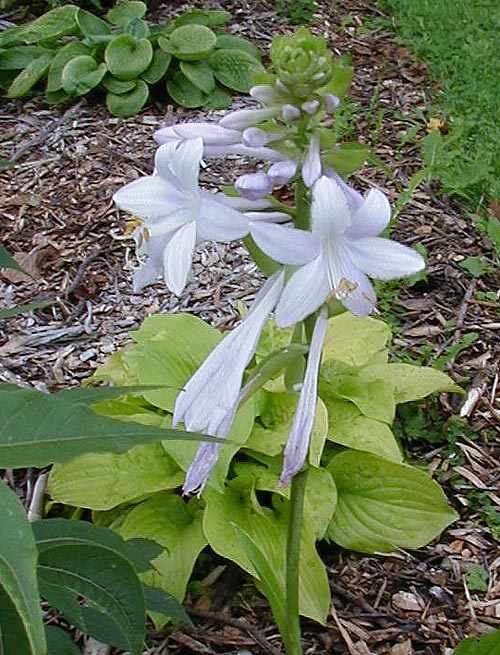 Hosta 'Fried Bananas'