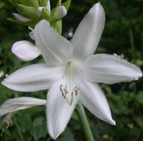 Hosta 'Fried Green Tomatoes'