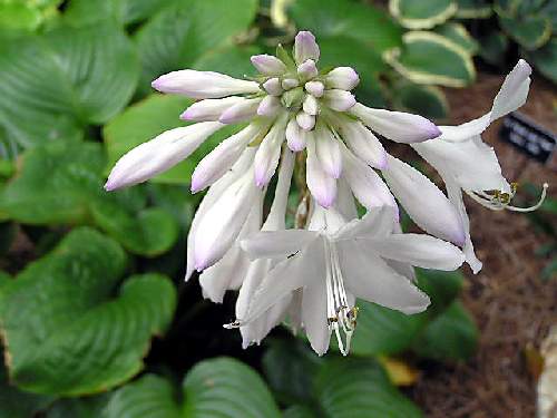 Hosta 'Fried Green Tomatoes'