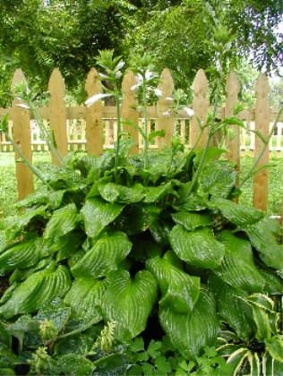 Hosta 'Fried Green Tomatoes'
