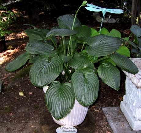 Hosta 'Fried Green Tomatoes'
