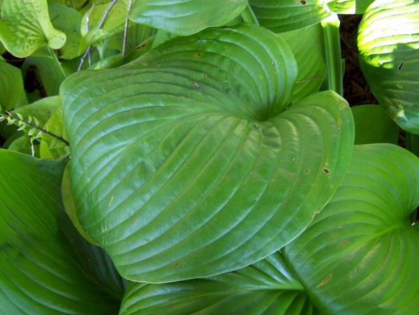 Hosta 'Fried Green Tomatoes'