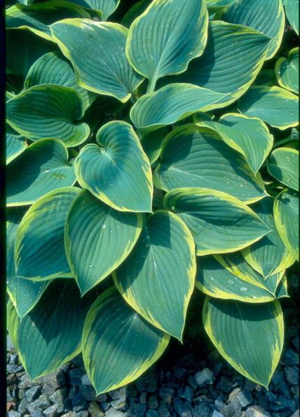 Hosta 'Frost Giant'