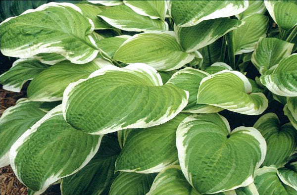 Hosta 'Gaiety'