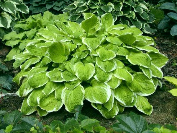 Hosta 'Gaiety'